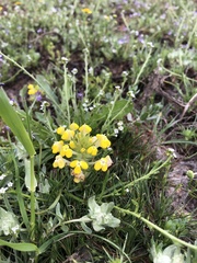 Castilleja campestris