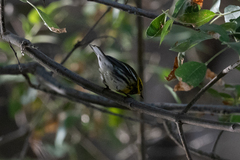 Setophaga townsendi