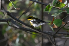 Setophaga townsendi