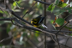 Setophaga townsendi