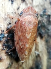 Aphrodes