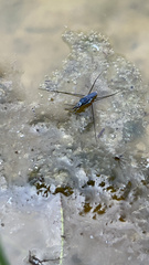 Neogerris hesione
