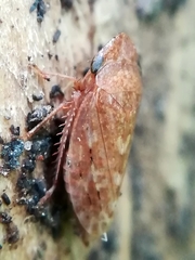 Aphrodes