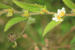 Sida glomerata