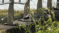 Fluvicola nengeta