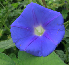 Ipomoea nil