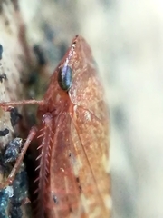 Aphrodes