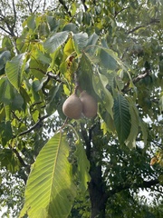 Aesculus