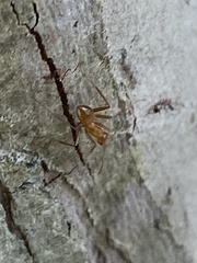 Formica pallidefulva