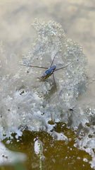 Neogerris hesione