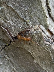 Formica pallidefulva
