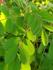 Indigofera hirsuta