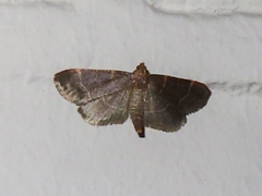 Hypsopygia glaucinalis