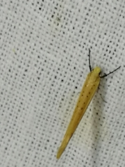 Euhyponomeutoides ribesiella