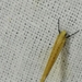 Euhyponomeutoides ribesiella - Photo (c) svg52, alguns direitos reservados (CC BY-NC), uploaded by svg52