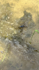 Neogerris hesione