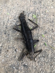 Anisomorpha buprestoides