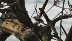 Fluvicola nengeta