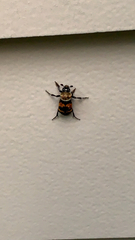 Nicrophorus tomentosus