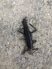 Anisomorpha buprestoides