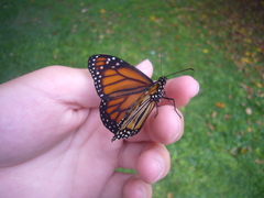 Danaus erippus