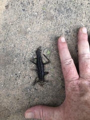 Anisomorpha buprestoides