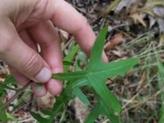 Nabalus trifoliolatus