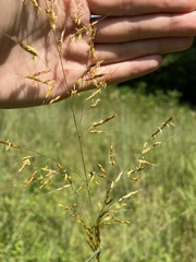 Sorghastrum nutans