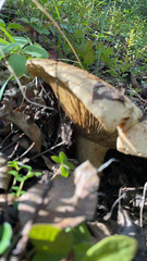 Lactarius alnicola