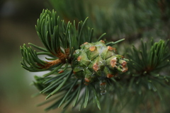 Pinus edulis