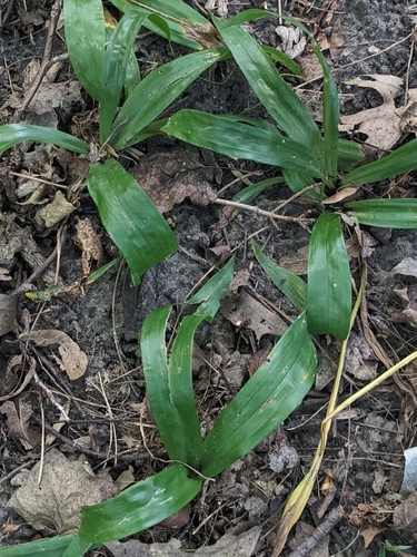 White bear sedge (Carex albursina)