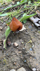 Gyromitra infula