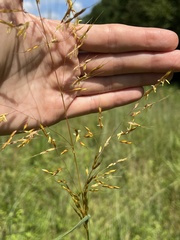 Sorghastrum nutans