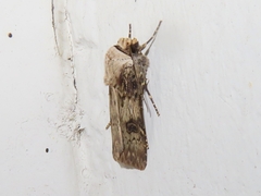 Agrotis puta