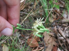 Nabalus trifoliolatus