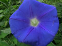 Ipomoea nil