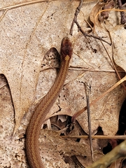 Storeria occipitomaculata