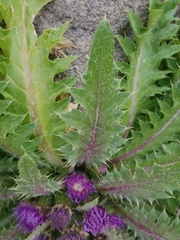 Cirsium scariosum congdonii