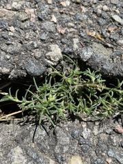 Spergularia rubra
