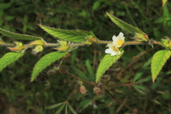 Sida glomerata