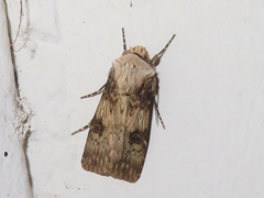 Agrotis puta