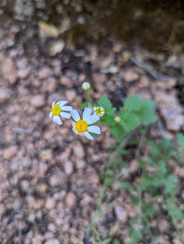 Image of Galinsogeopsis ciliata by no rights reserved