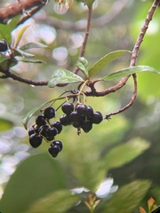 Ardisia