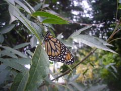 Danaus erippus