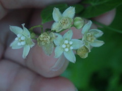 Funastrum cynanchoides