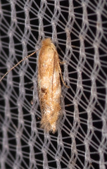 Bucculatrix coronatella