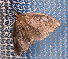 Perispasta caeculalis