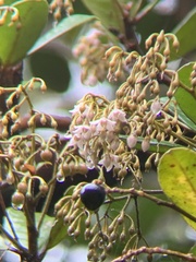 Ardisia