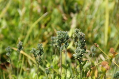 Veronica wormskjoldii