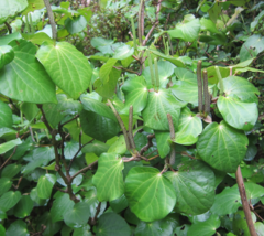 Piper excelsum excelsum